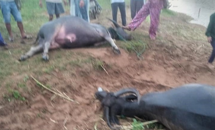 14 con trâu của nông dân Ba Vì lăn ra chết, nghi do đầu độc