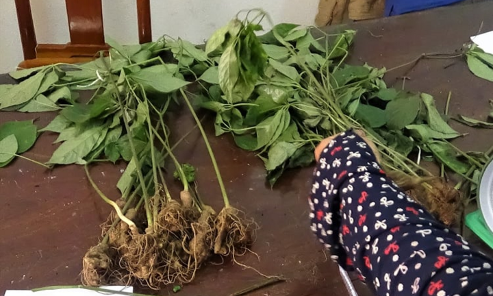 Bắt giam kẻ nhổ trộm 74 cây sâm Ngọc Linh