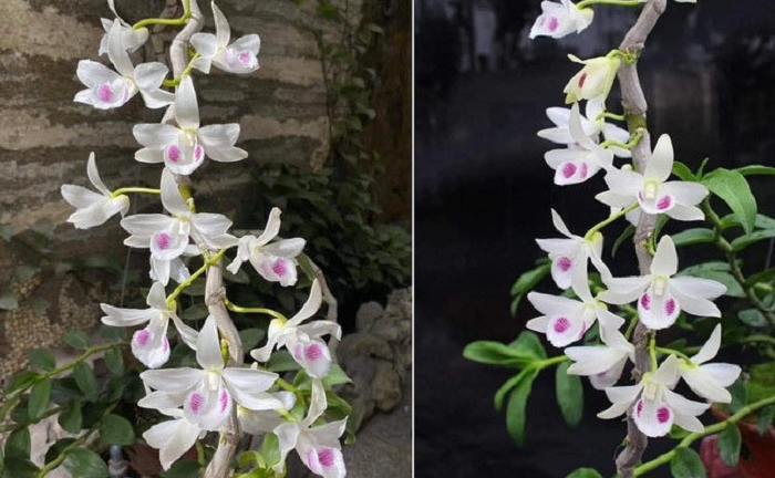 Chậu lan Juliet đắt không tưởng 83 tỷ đồng khiến cộng đồng mạng 'dậy sóng'