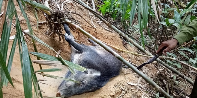 Hơn 12 triệu bẫy dây đe dọa động vật hoang dã ở Campuchia, Lào, Việt Nam