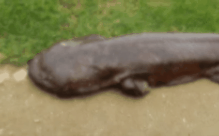 Sinh vật kỳ lạ xuất hiện sau mưa lớn khiến dân mạng tranh cãi