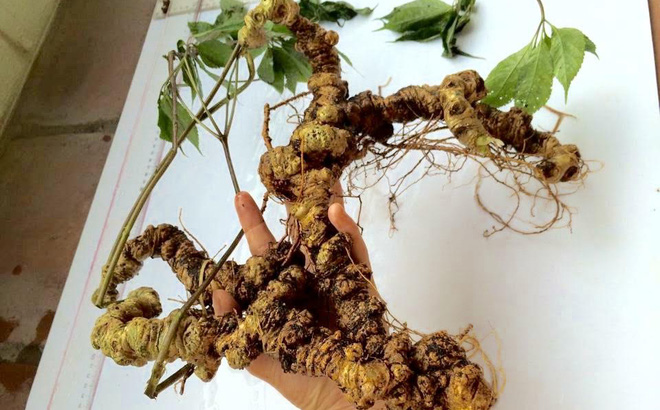 Doanh nhân đầu tư vườn sâm Ngọc Linh quý tại Đắk Lắk