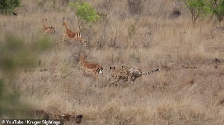 Bỏ đàn đi lang thang, linh dương bị 3 mẹ con nhà báo làm thịt
