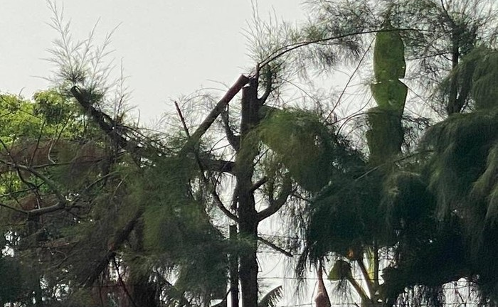 Học sinh bị điện giật chết khi cắt tỉa cây: Kiến nghị kỷ luật lãnh đạo trường