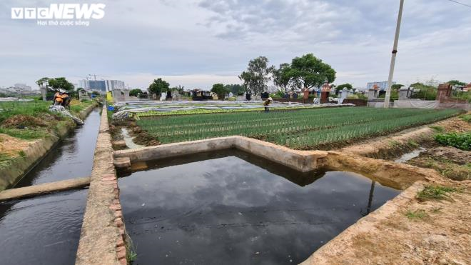 Nông dân tưới rau bằng nước thải ô nhiễm: Chủ tịch TP Bắc Ninh chỉ đạo xử lý