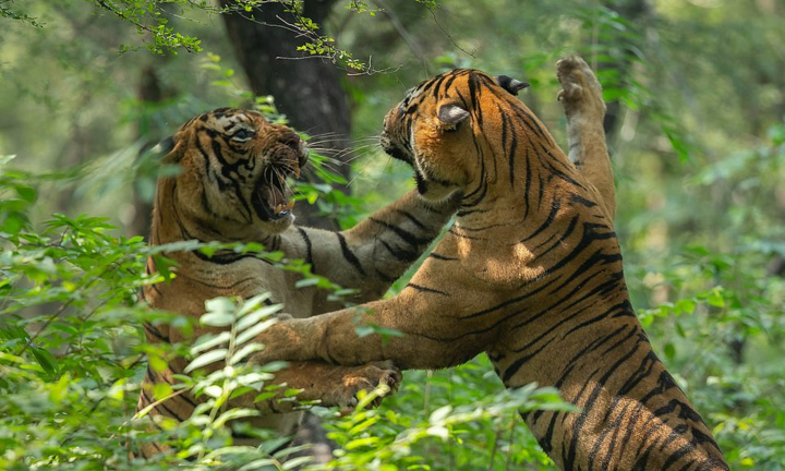 Anh em nhà hổ 'tương tàn' trước mặt hổ cái