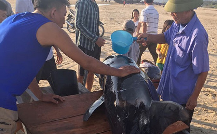 Ngư dân Hà Tĩnh cứu cá voi 200 kg