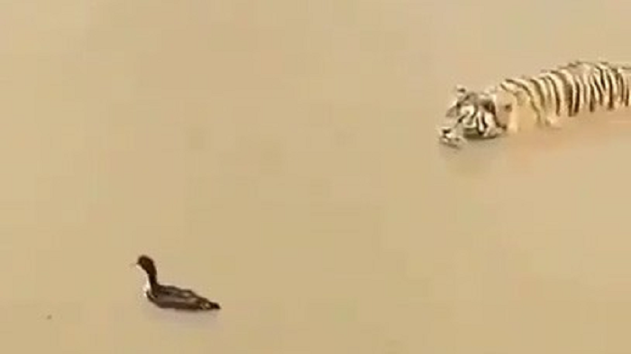 Video: Chú vịt thông minh thoát khỏi hổ dữ trong gang tấc