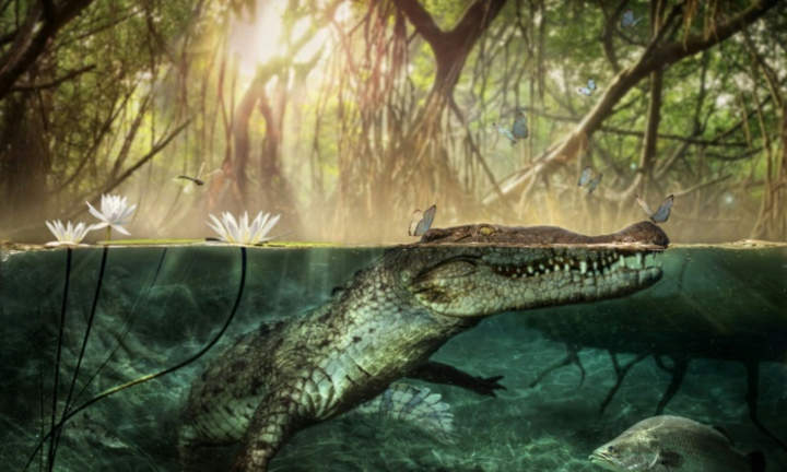 Bất ngờ với nguồn gốc châu Phi của cá sấu Mỹ