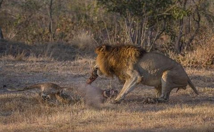 Kinh hãi sư tử tàn nhẫn, ăn thịt đồng loại nhỏ hơn