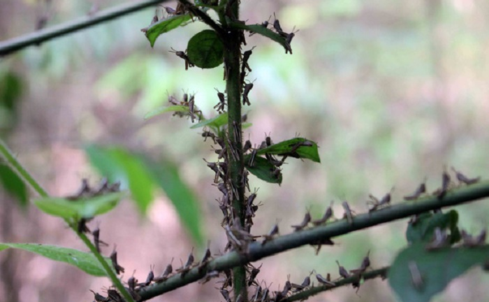 Đàn châu chấu từ Trung Quốc tràn sang Điện Biên phá hoại hoa màu