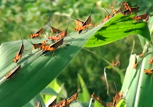 Đàn châu chấu từ Trung Quốc tràn sang Điện Biên có đáng lo ngại?