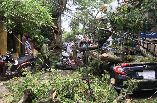 Cây phượng hơn 70 tuổi đổ gục, đè bẹp nhiều ô tô, xe máy trên phố Hải Phòng