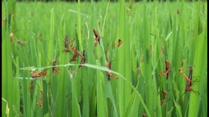 Sẵn sàng kịch bản ứng phó với châu chấu sa mạc tại Điện Biên