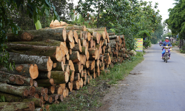 Đốn bỏ sầu riêng