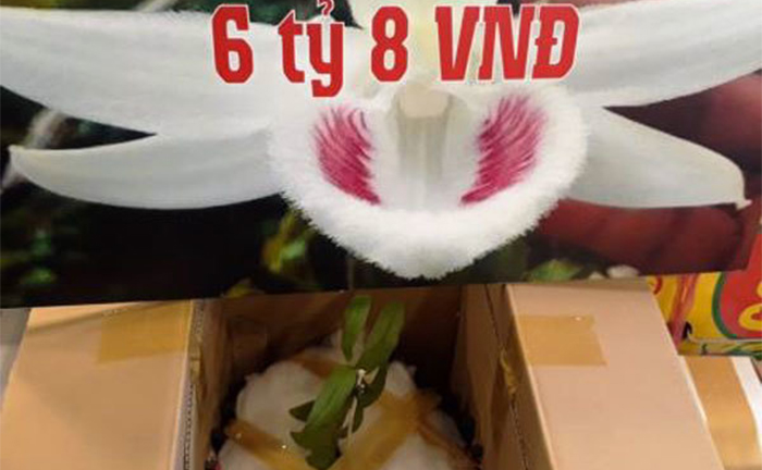 Lan Phi điệp đột biến: Nghệ nhân cây cảnh cũng thành...nạn nhân