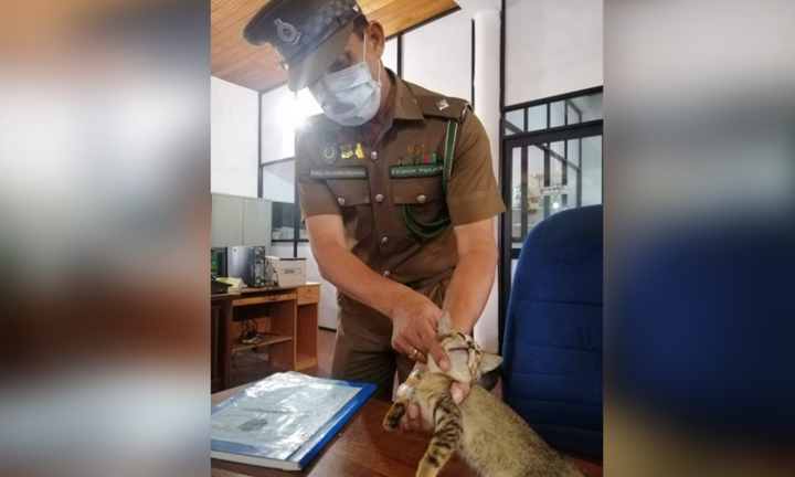 Mèo 'buôn ma túy' trốn khỏi nhà tù Sri Lanka
