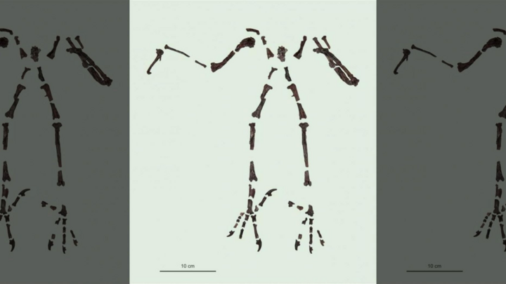 Phát hiện loài cú khổng lồ thời tiền sử có 'bàn chân săn mồi' sát thủ