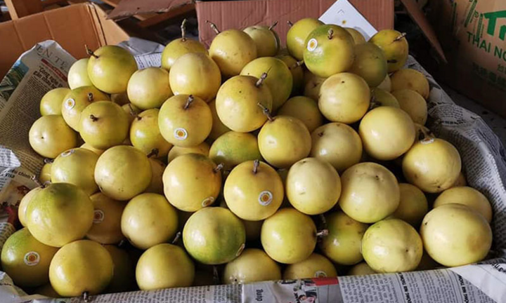 Chị em lùng mua chanh leo ngọt như mật, giá đắt gấp 3