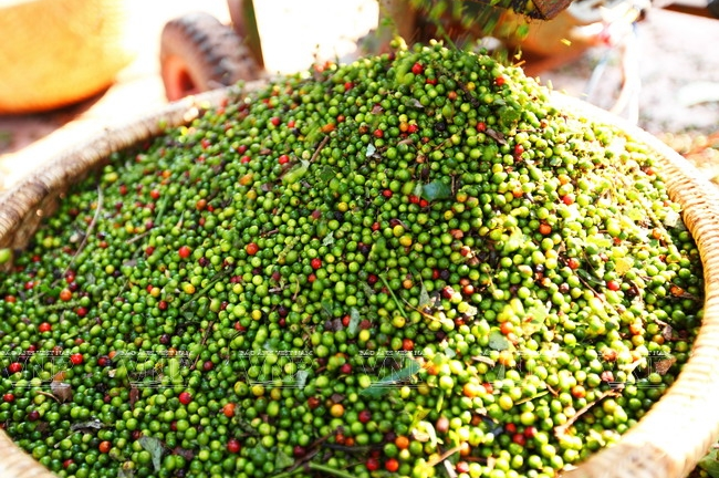 Giá tiêu hôm nay 5/9: Giá tiêu giảm nhẹ