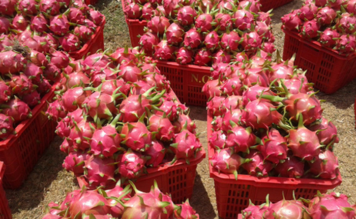 Gặp khó trong xuất khẩu, giá trái cây đồng loạt lao dốc