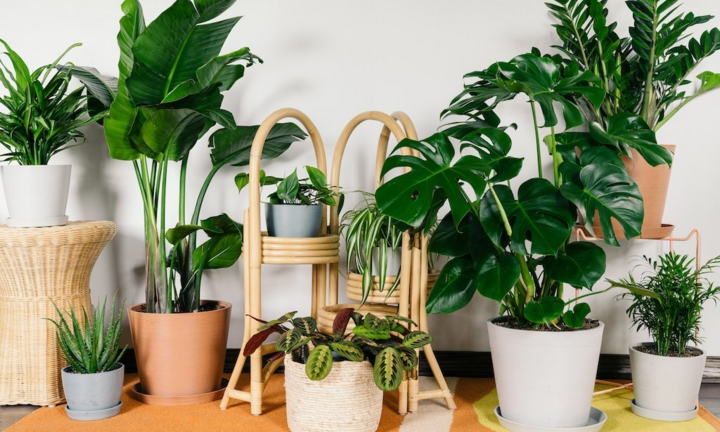 9 loại cây cảnh giúp giải độc không khí trong nhà bạn