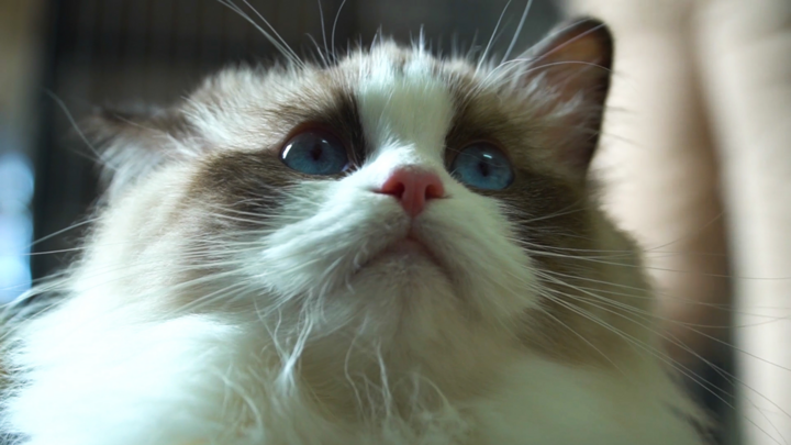 Ngắm đàn mèo mắt xanh hơn 1 tỷ đồng ở TP.HCM