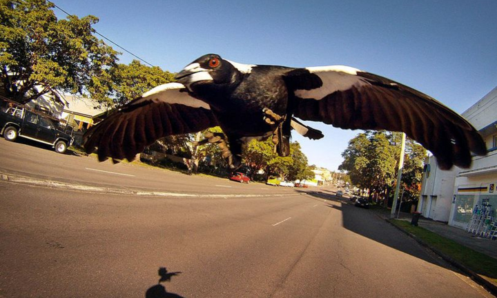 Chuyên gia cảnh báo cơn ác mộng với người đeo khẩu trang ở Australia 