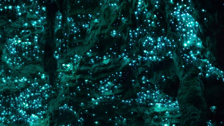 Cận cảnh ‘hang đom đóm’ tại Bắc New Zealand