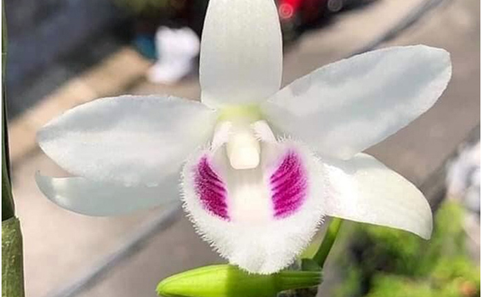 Nhà vườn thường dùng chiêu trò gì khiến người chơi lan 'ăn' trái đắng?