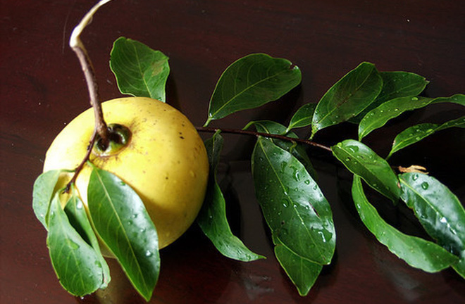 Thương nhớ thị thơm