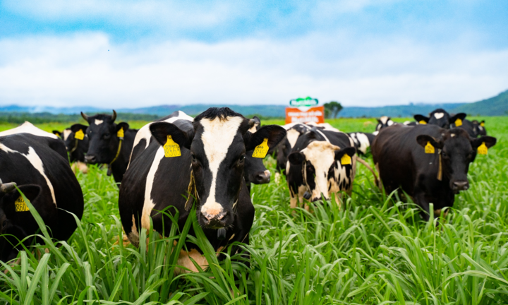 Sữa tươi chất lượng cao vượt trội - thành quả mới từ trang trại bò sữa NutiMilk