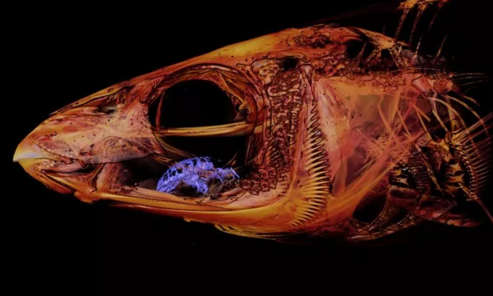 Kinh dị hình ảnh ký sinh trùng thay thế lưỡi của cá và hút máu vật chủ