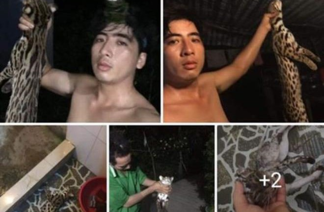 Đề nghị xử lý dân quân xã giết mèo rừng quý hiếm rồi đăng lên Facebook