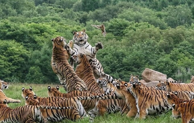 Đàn hổ 'rỗi việc' chen nhau nhảy bắt chú chim bé tẹo