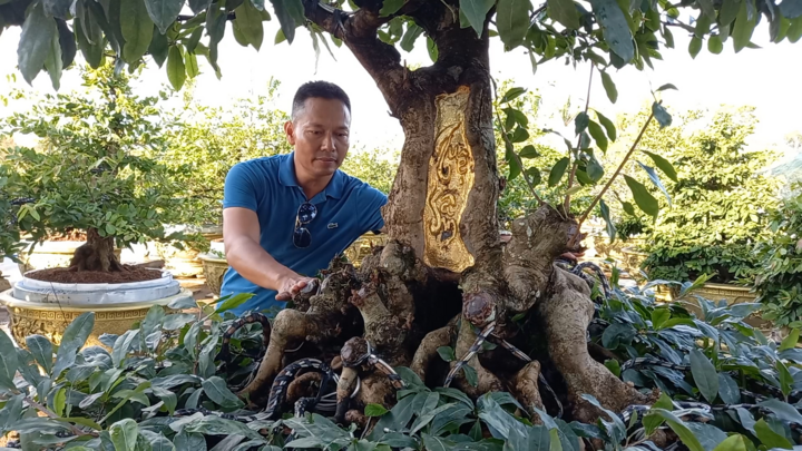 Cây mai trăm tuổi ở miền Tây được 'trang điểm' bằng 9 chỉ vàng