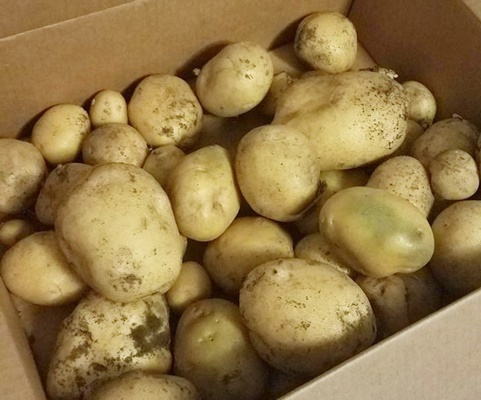 Những thực phẩm có thể gây độc cho cơ thể