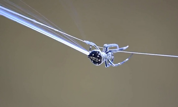 Video: Loài nhện phóng tơ dài 25m qua con sông, giăng bẫy bắt côn trùng