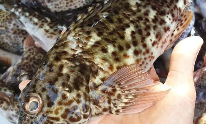 Làn sóng COVID-19 thứ 2 khiến giá tôm hùm, cá mú 'chạm đáy'