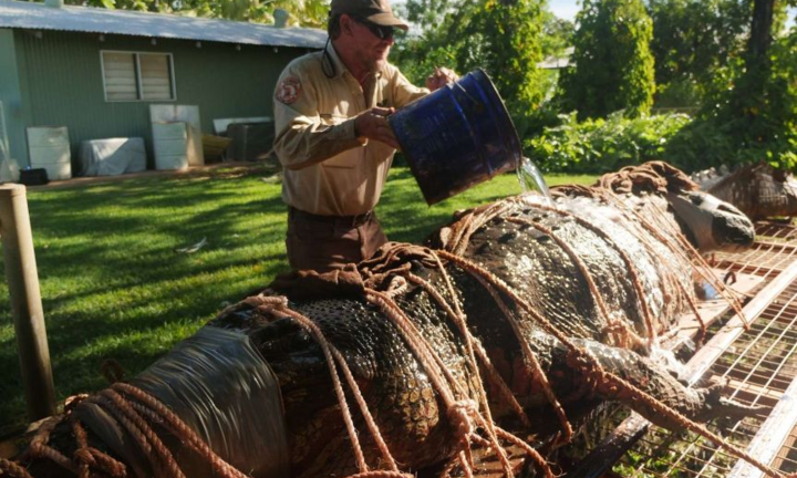 Bắt được cá sấu quái vật nặng 350 kg