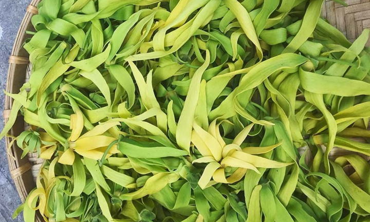 Cúng rằm tháng 7, bà nội trợ lùng mua hoa hoàng lan đắt đỏ 1,5 triệu đồng/kg