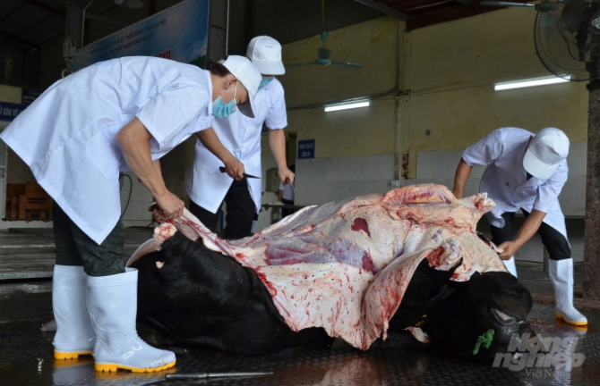 Lần đầu tiên mổ bò Nhật giữa Hà Nội