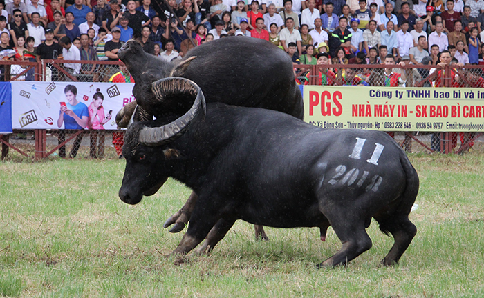 Hải Phòng tạm dừng Lễ hội chọi trâu truyền thống Đồ Sơn 2020 vì dịch COVID-19