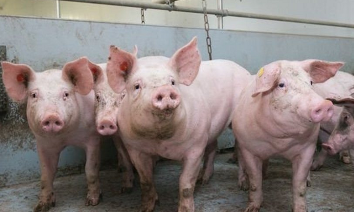 Dịch tả lợn châu Phi tái xuất hiện tại Cà Mau