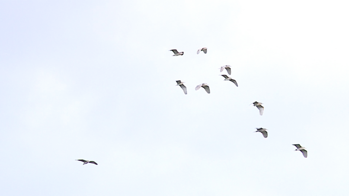 Người đàn ông bỏ 2 ha vườn nhãn làm nơi trú ngụ cho đàn vạc