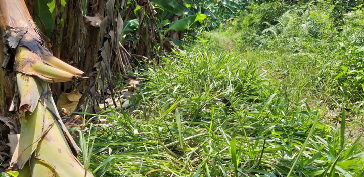 Bắt nghi phạm chặn đường, đưa bé gái 12 tuổi vào vườn chuối hiếp dâm