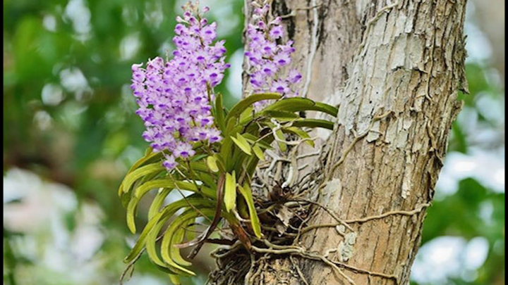 Trồng phong lan rừng: Nghề sang chảnh làm chơi, ăn thật