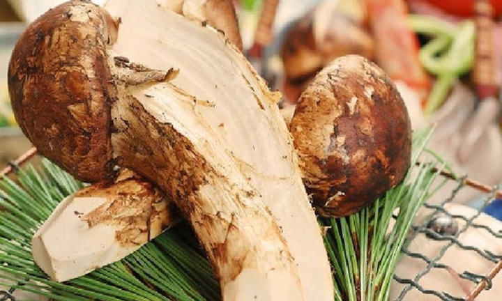 Vì sao nấm tùng nhung có giá vài chục triệu đồng 1 kg?