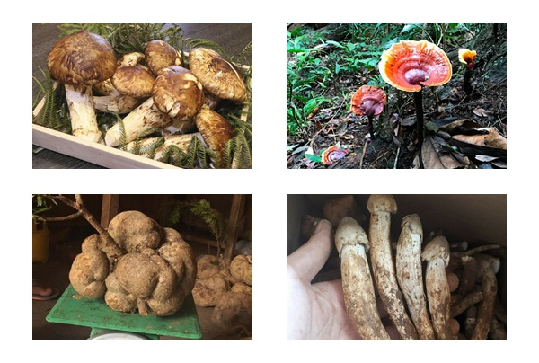 4 loại nấm đắt đỏ được săn lùng ở Việt Nam