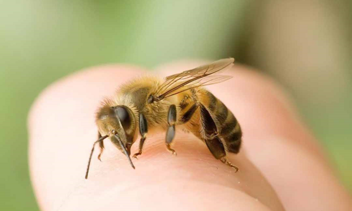 Bị ong đốt, bạn cần sơ cứu thế nào?